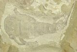 Eurypterus (Sea Scorpion) Fossil - Ukraine #271287-3